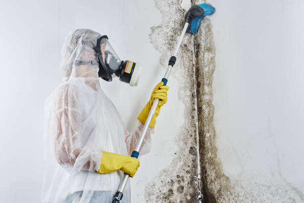 Best Attic Mold Removal  in Scarsdale, NY