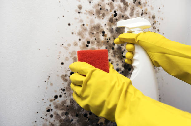 Best Mold Removal Near Me  in Scarsdale, NY