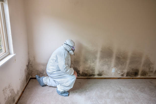 Best Mold Remediation  in Scarsdale, NY