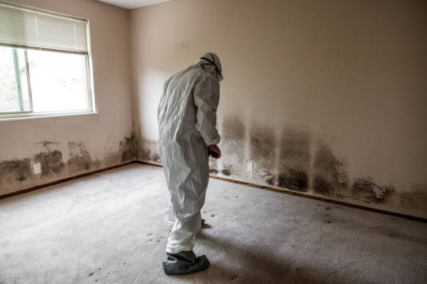 Best Mold Remediation Experts  in Scarsdale, NY