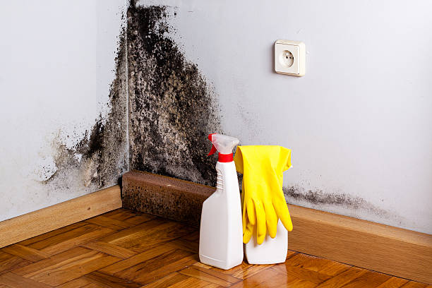 Best Home Mold Removal  in Scarsdale, NY