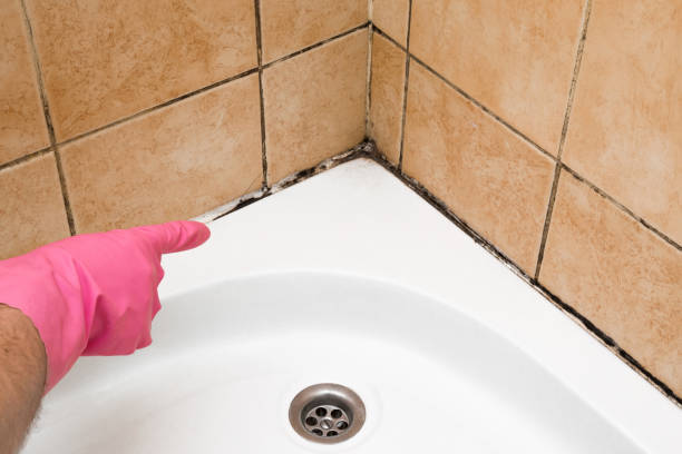 Best Professional Mold Removal  in Scarsdale, NY